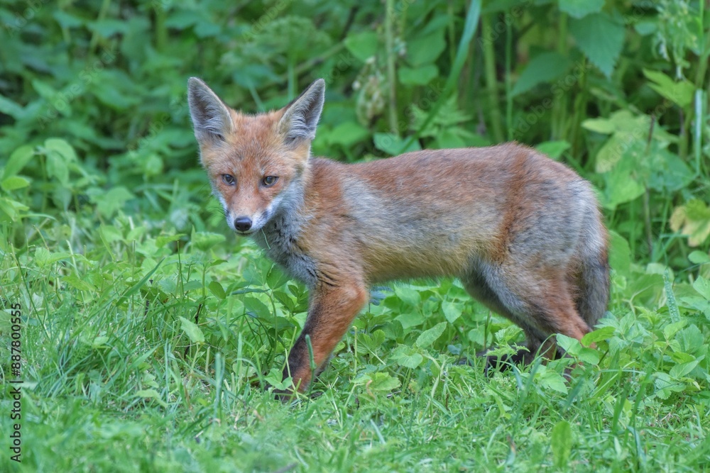 Renardeau roux (Vulpes vulpes), Neuchâtel, Suisse. Renardeau roux (Vulpes vulpes), Neuchâtel, Suisse.