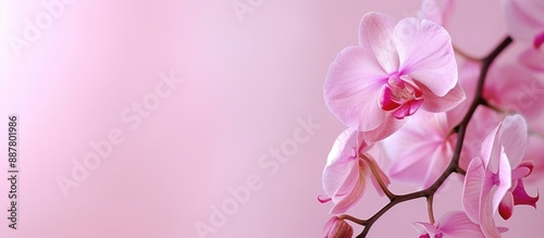 Pink orchid on a blank back...