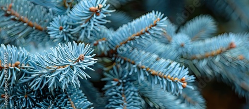 Close up image of fresh blu...