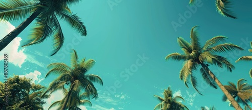 Background of tropical palm...