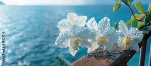 White Dendrobium orchid flo...