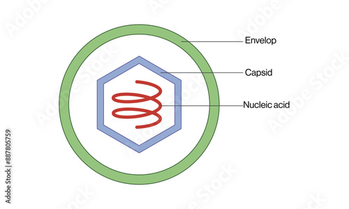 Detailed Vector Illustration of General Virus Particle Structure on White Background, Showing Viral Components and Organization.