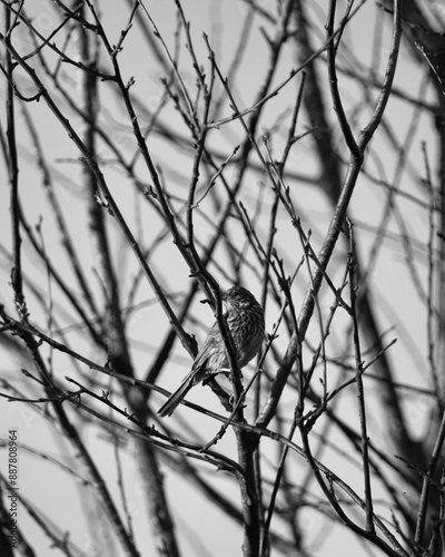 A small european bird in black and white photo