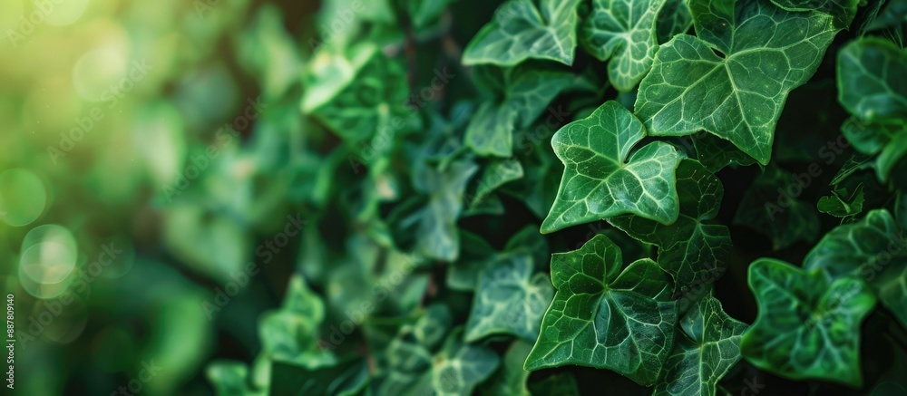 Obraz premium Green ivy leaves with a natural background and copy space image
