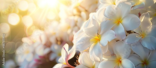 A striking image of white p...
