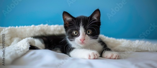 A tuxedo kitten with a curi...