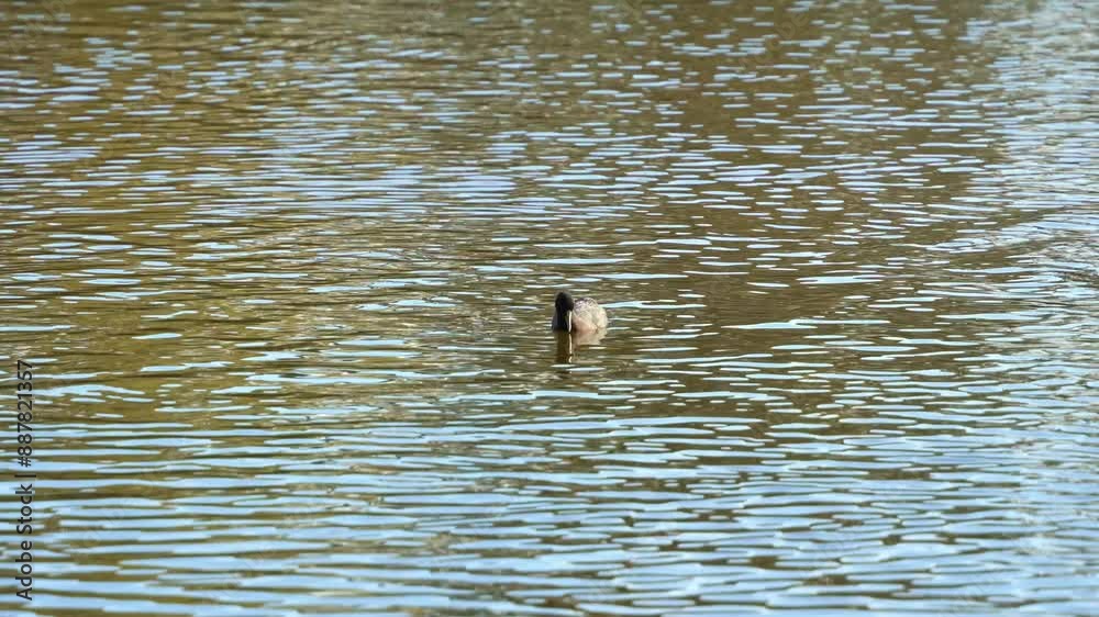 Common coot (fulica atra), floating and swimming on the rippling freshwater lake, diving into the water, searching and foraging for aquatic vegetations. Common coot (fulica atra), floating and swimming on the rippling freshwater lake, diving into the water, searching and foraging for aquatic vegetations.