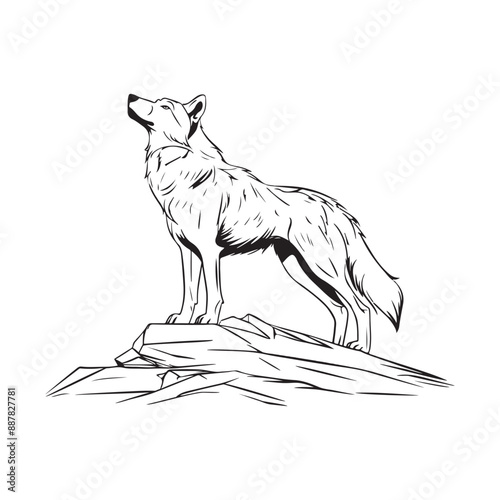 Wolf standing image vector. Illustration Wolf Standing On Rock isolated on white