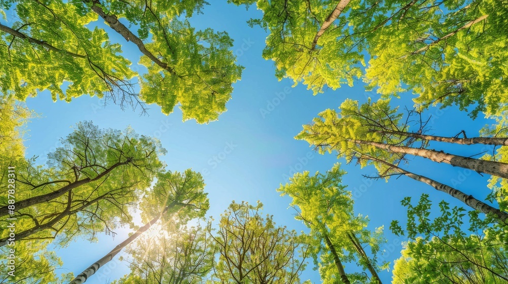 Canopy of trees in forest against blue sky Canopy of trees in forest against blue sky