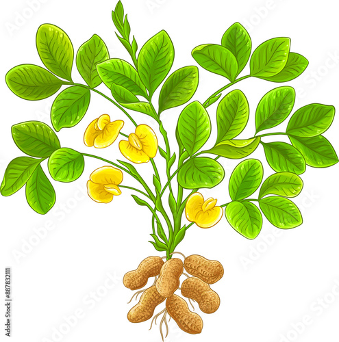 Peanut Plant with Flowers, Nuts and Leaves Colored Detailed Illustration. Organic natural nutritional healthy food ingredient, vegetarian diet product. 