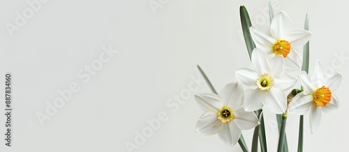 Narcissus flower on a white...