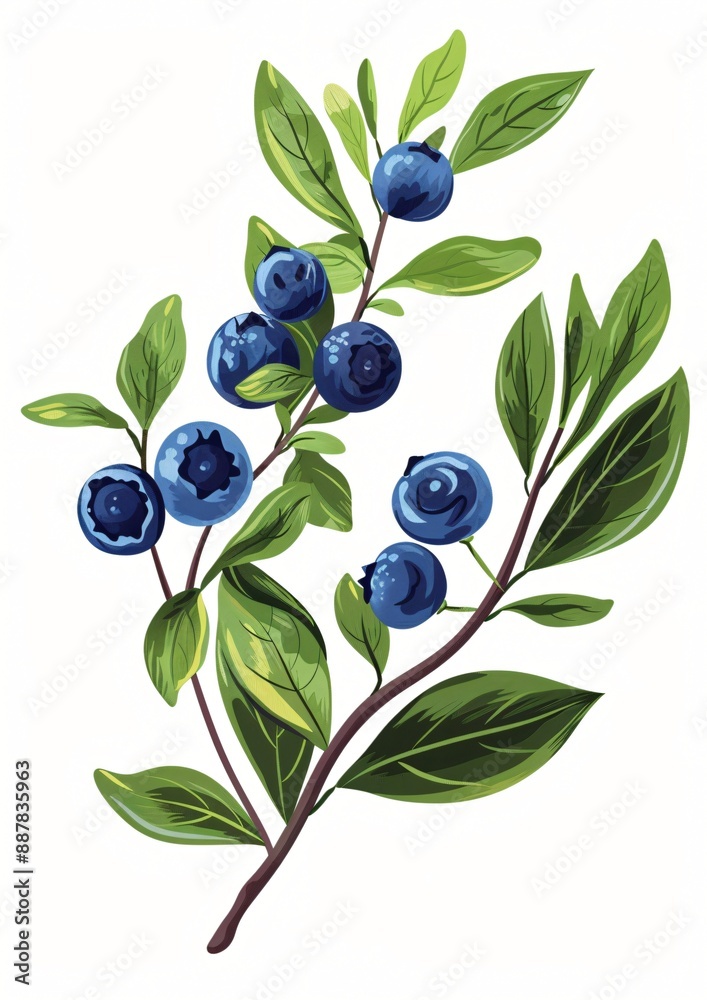 Close-up of a blueberry branch with ripe, juicy berries. Close-up of a blueberry branch with ripe, juicy berries.