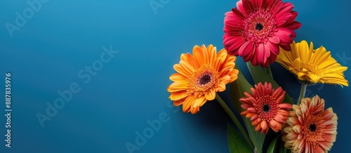 Vibrant gerbera blossoms on...