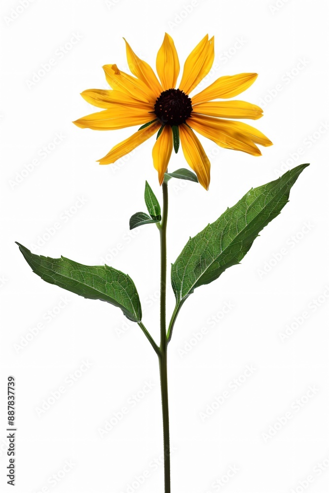 Fototapeta premium A single yellow coneflower with dark brown center blooms on a thin stalk against a white background.
