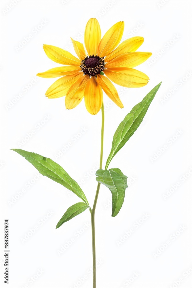 A single yellow flower with a dark center stands tall against a white background. A single yellow flower with a dark center stands tall against a white background.