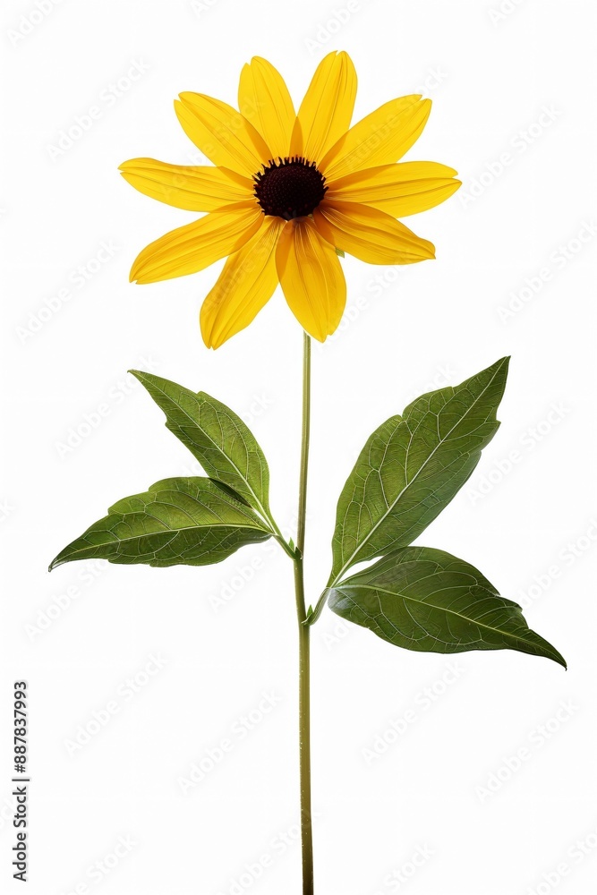 Fototapeta premium Tall single yellow flower with a brown center on thin green stem and two leaves
