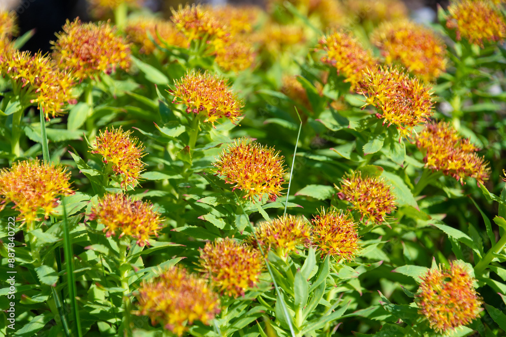 Beautiful flowers of Rhodiola rosea. golden root Beautiful flowers of Rhodiola rosea. golden root