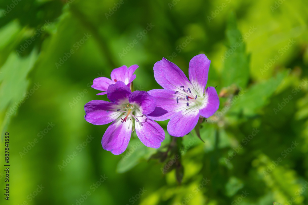 Beautiful purple flowers of Geranium sylvaticum, close-up. Beautiful purple flowers of Geranium sylvaticum, close-up.
