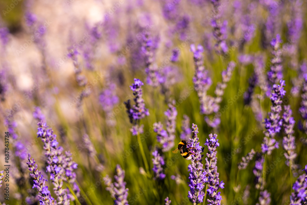 Lavender fields in San Felices, Soria, Spain. Bee flying over lavender fields. Lavender fields in San Felices, Soria, Spain. Bee flying over lavender fields.