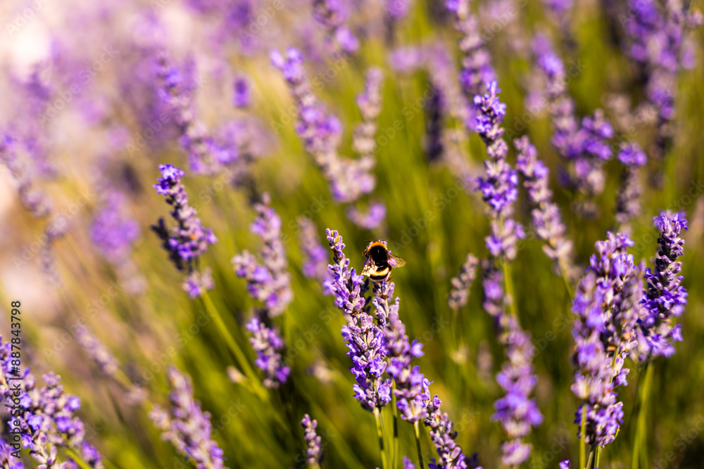 Obraz premium Lavender fields in San Felices, Soria, Spain. Bee flying over lavender fields.
