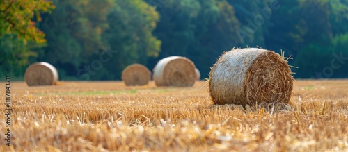 A stubble field with straw ...