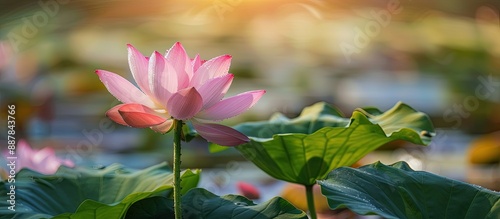 The Lotus flower with long stem and lush petals known for its beauty typically grows in serene settings like ponds creating a serene and peaceful ambiance ideal for photographs with copy space image