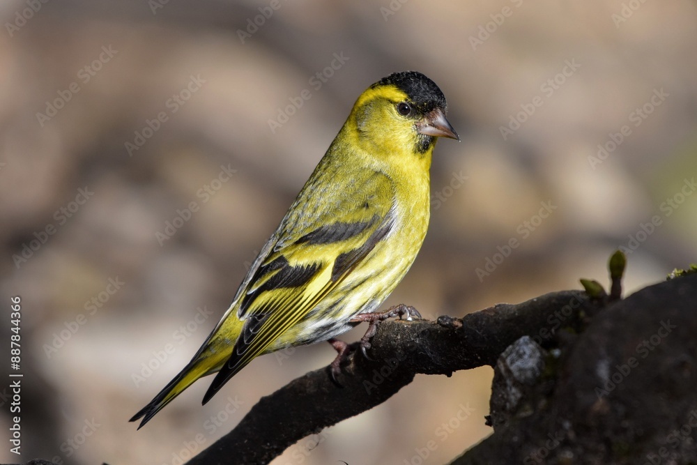 Tarin des aulnes (Spinus spinus), Neuchâtel, Suisse. Tarin des aulnes (Spinus spinus), Neuchâtel, Suisse.