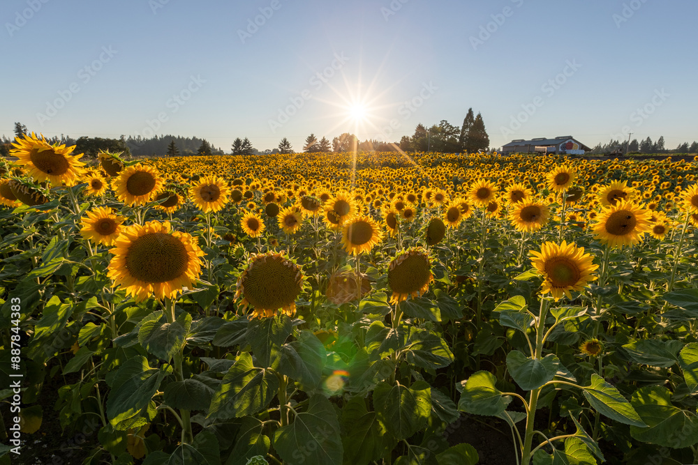 Obraz premium Beautiful field of sunflowers captured during golden hour