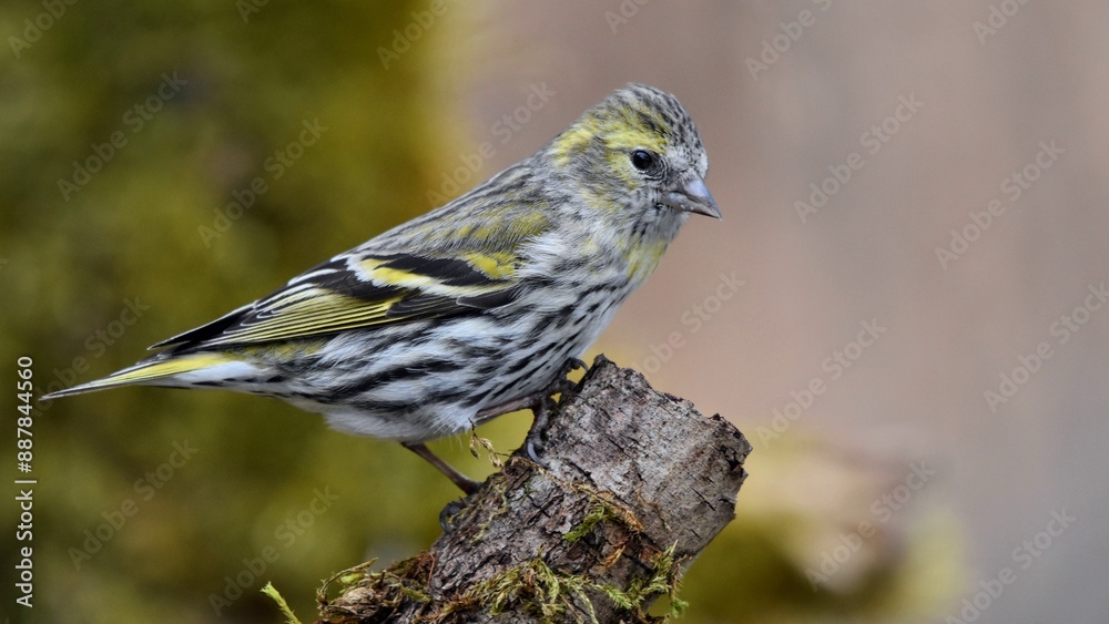 Naklejka premium Tarin des aulnes (Spinus spinus), Neuchâtel, Suisse.