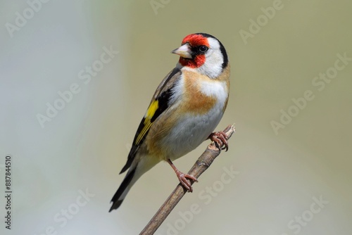 Chardonneret élégant (Carduelis carduelis), Neuchâtel, Suisse.