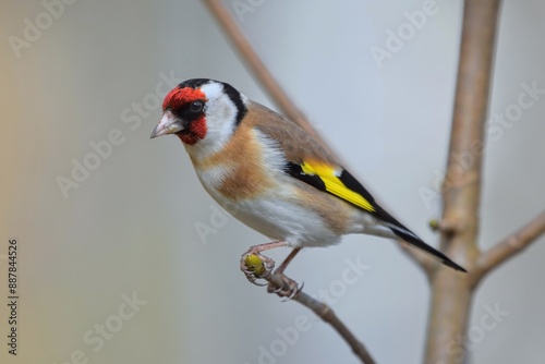 Chardonneret élégant (Carduelis carduelis), Neuchâtel, Suisse.