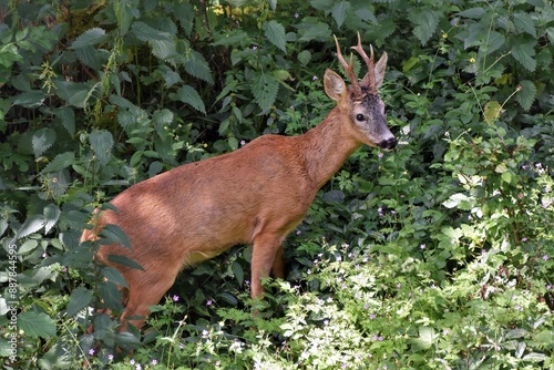 Chevreuils (Capreolus capreolus), Neuchâtel, Suisse.