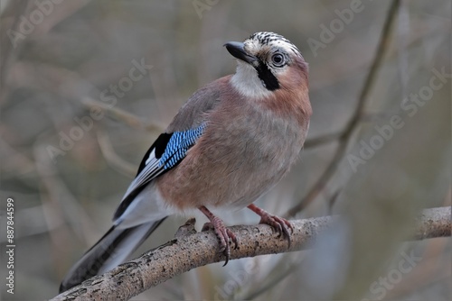 Geai des chênes (Garrulus glandarius), Neuchâtel, Suisse.