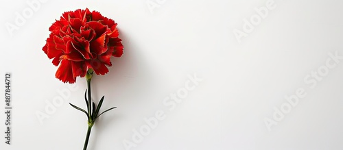 A stunning red carnation fl...