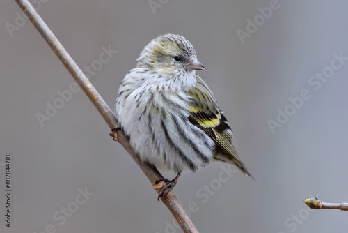 Tarin des aulnes (Spinus spinus), Neuchâtel, Suisse. photo