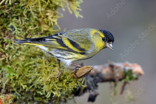 Tarin des aulnes (Spinus spinus), Neuchâtel, Suisse.