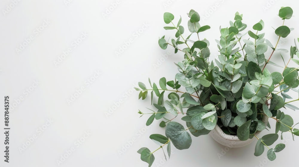 Naklejka premium Eucalyptus branches in vase on white background Aromatherapy depiction Space for text