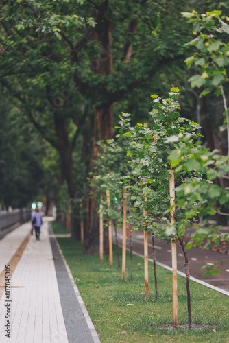 Fototapeta Naklejka Na Ścianę i Meble -  Newly planted platanus trees in a row in city park at spring summer  day, nature ecology earth save concept. Young trees with Protective Support. Newly created alley of Young Trees in park.