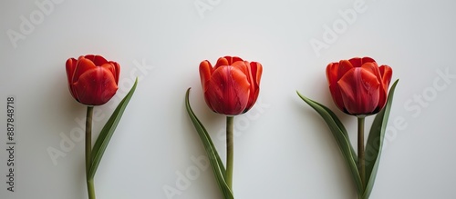 Three vibrant red tulips se...