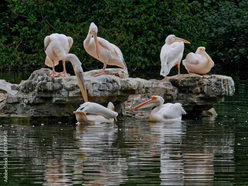 Pelicans in the park