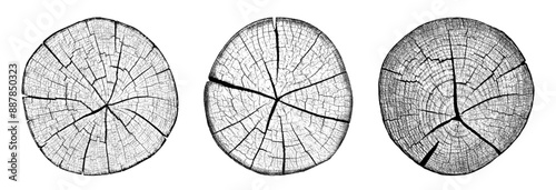 Set cross section of wood texture. Tree rings. Cut slice of wooden print isolated on white. Textured surface with rings and cracks. Background made of hardwood from the forest. Vector EPS 10.