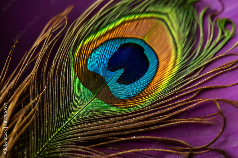 Obraz premium Peacock Feather