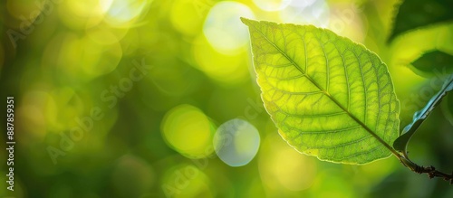 Green leaf in focus against...