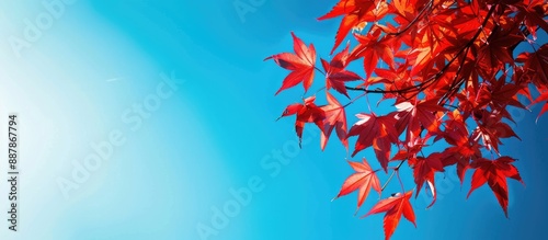 Smooth Japanese maple leave...