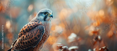 A prevalent bird of prey in...