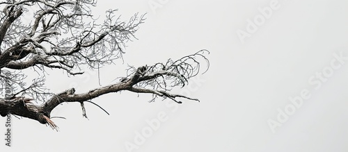 A large tree branch damaged in a hurricane with a clear background featuring available copy space image