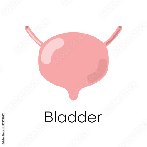 Human bladder anatomy. Urinary system. Vector illustration isolated on white background