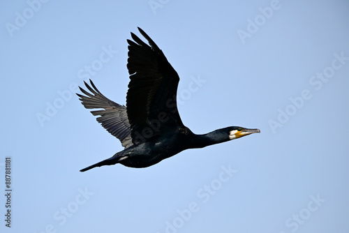 Kormoran // Great cormorant (Phalacrocorax carbo) photo