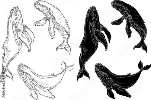 Whale illustration on white background.Hand drawn whale vector for elements on children book or coloring.Sticker printing on paper.
