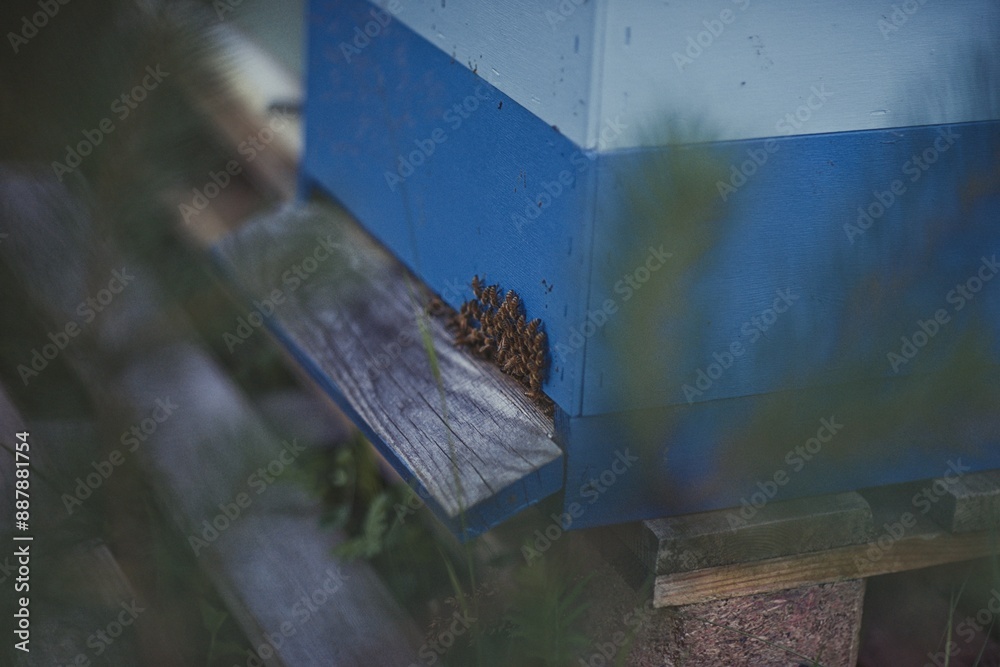 Beekeeper is working with bees and beehives on the apiary. Beekeeper is working with bees and beehives on the apiary.